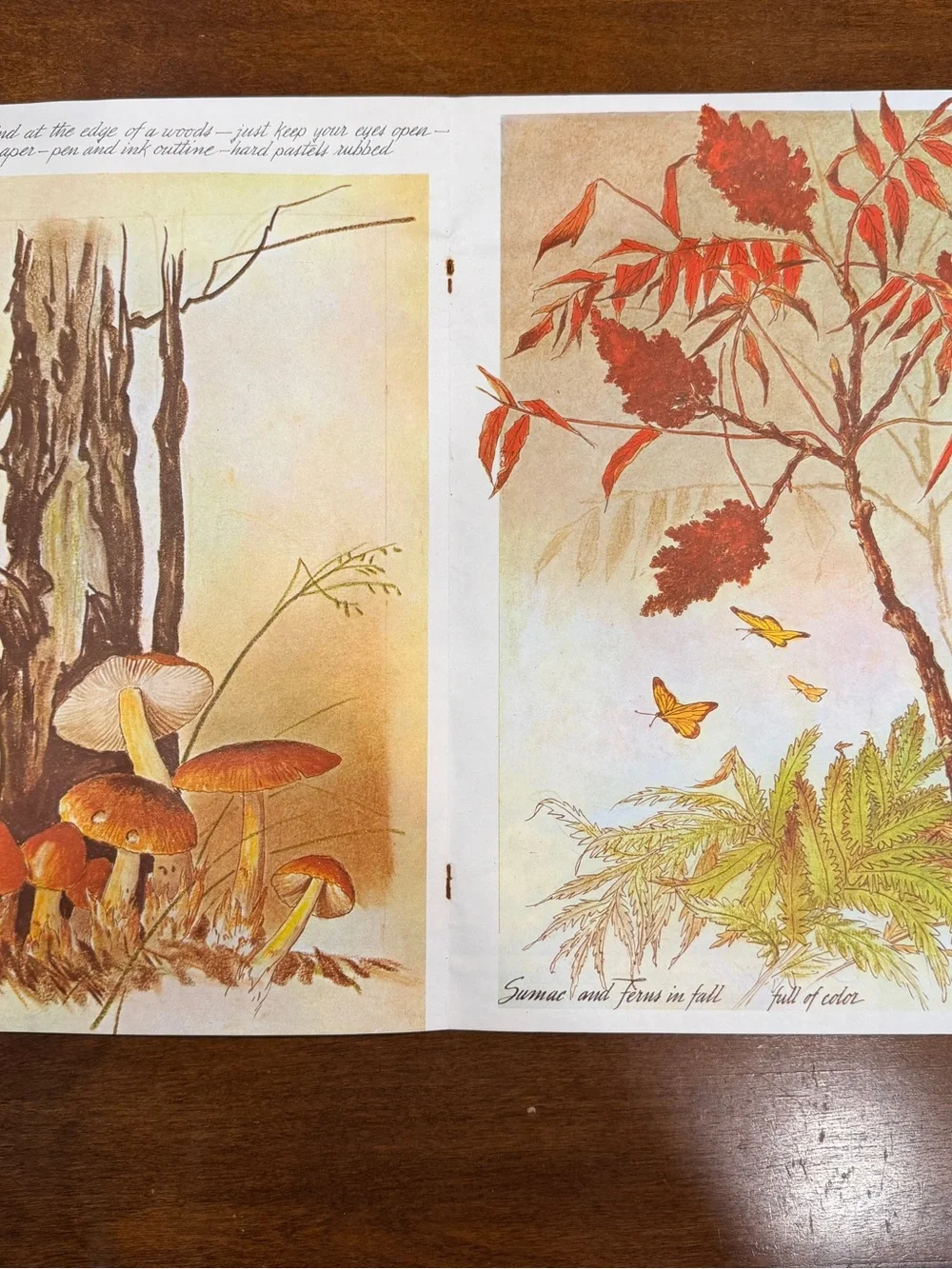 Walter T Foster Color In Trees Shrubs Weeds Vintage Art Book Fredrick Garner #68